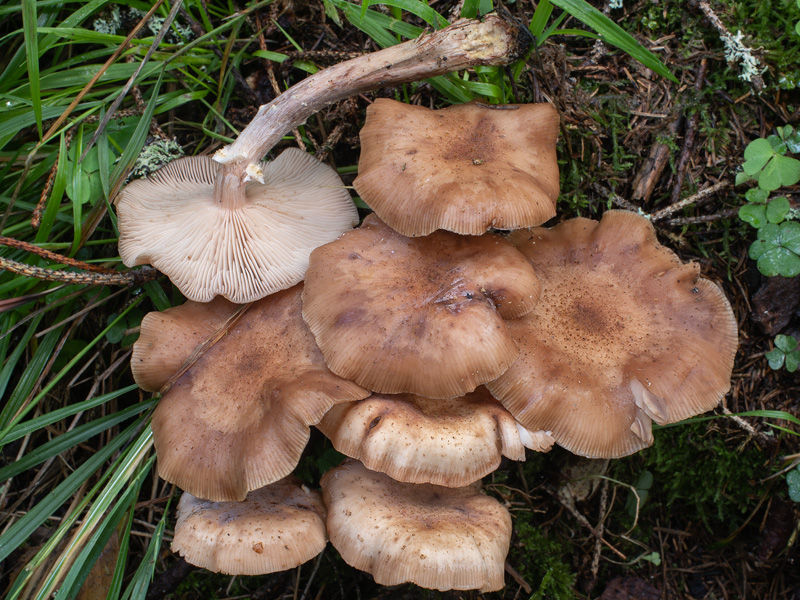 Armillaria borealis